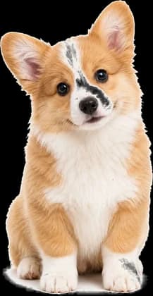 A corgi puppy sitting upright