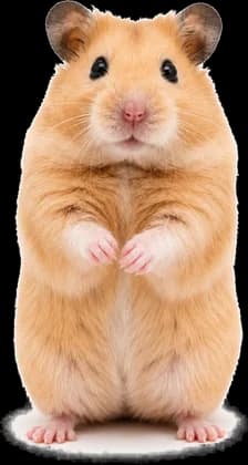 A hamster standing on its hind legs