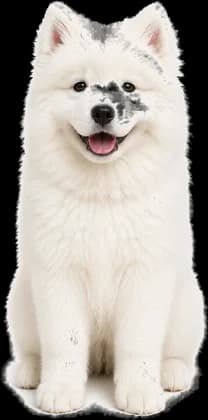 A Samoyed puppy sitting